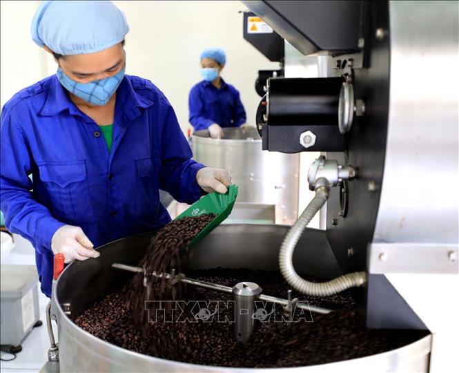 Vietnamese roasters utilise Swiss coffee roasting solutions to ensure even roasting of coffee beans with high-quality flavours. VNA Photo: Nhật Anh 
