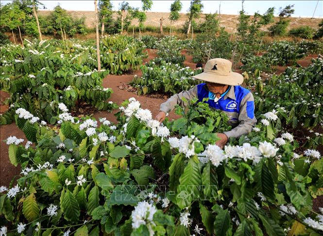 Vietnamese coffee supply chain is thriving under beneficial cooperation between growers, processors, exporters and roasters. VNA Photo: Nhật Anh