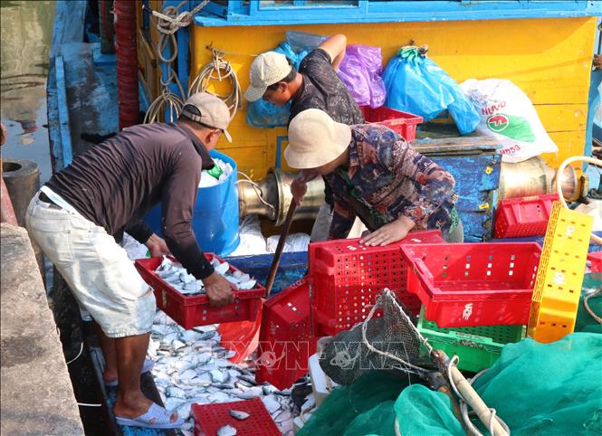 Ngư dân Quảng Trị đưa các loại hải sản đánh bắt được từ tàu cá lên bờ. Ảnh: Nguyên Lý-TTXVN