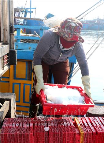 Ngư dân Quảng Trị vận chuyển khay đựng hải sản ướp đá lạnh để đưa đi tiêu thụ. Ảnh: Nguyên Lý-TTXVN