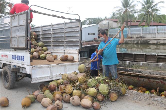 Collecting coconuts for processing in Tap Son commune, Tra Cu district, Tra Vinh province. VNA Photo: Thanh Hoà