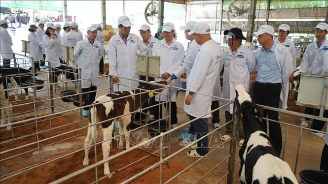 Phát huy lợi thế đẩy mạnh phát triển chăn nuôi bò sữa