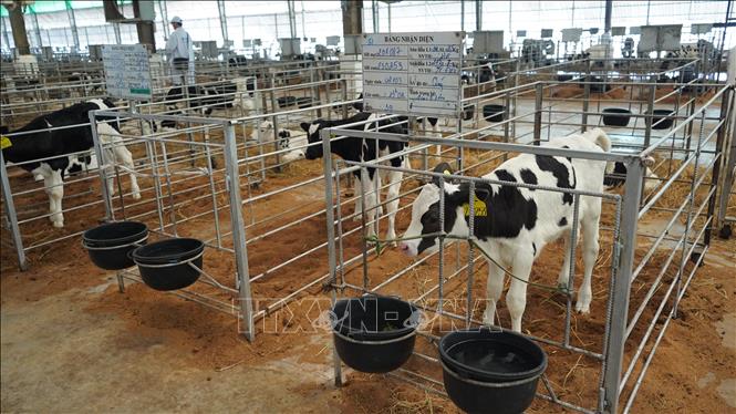 Dự án đầu tư trang trại chăn nuôi bò thịt