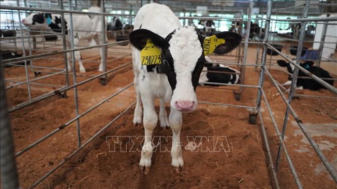 Bò sữa được nuôi theo quy trình khép kín được theo dõi từ khi bò con mới sinh ra đến khi trưởng thành. Ảnh: Thanh Tân - TTXVN