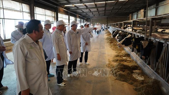 Bò sữa được chăn nuôi ở môi trường lý tưởng, đảm bảo an toàn vệ sinh dịch bệnh tại Trang trại bò sữa Vinamilk Tây Ninh. Ảnh: Thanh Tân - TTXVN
