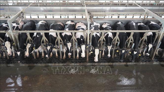 Quy trình vắt sữa tại Trang trại bò sữa Vinamilk Tây Ninh. Ảnh: Thanh Tân - TTXVN
