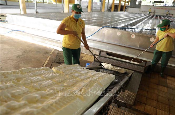 Processing rubber latex at the Phu Rieng Rubber Company in the southern province of Binh Phuoc. VNA Photo: Vũ Sinh