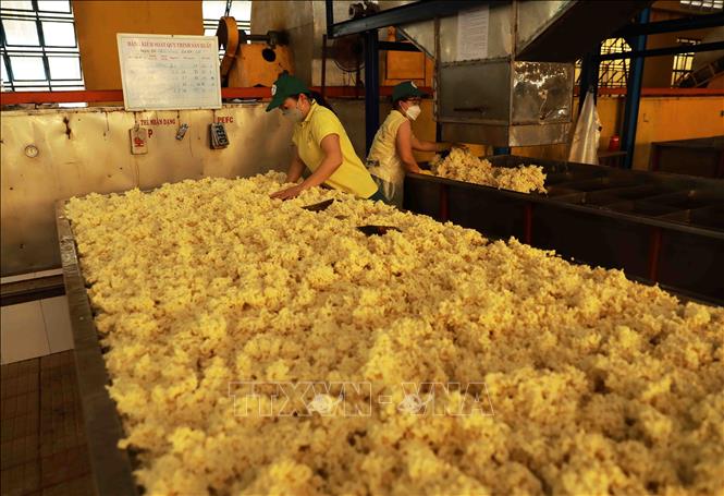 Processing rubber latex at the Phu Rieng Rubber Company in the southern province of Binh Phuoc. VNA Photo: Vũ Sinh