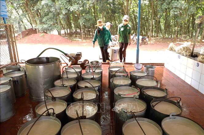 Collecting rubber latex for processing at the Phu Rieng Rubber Company in the southern province of Binh Phuoc. VNA Photo: Vũ Sinh