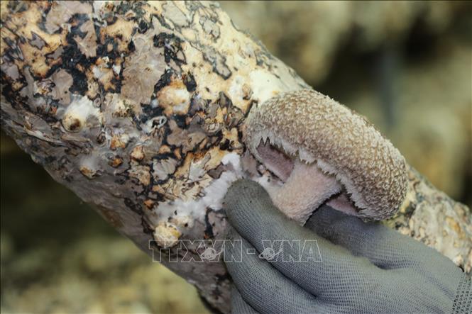 Mỗi giá thể nấm hương này có vòng đời 2 tháng, cho thu hoạch khoảng 0,5kg nấm tươi. Ảnh: Việt Dũng - TTXVN
