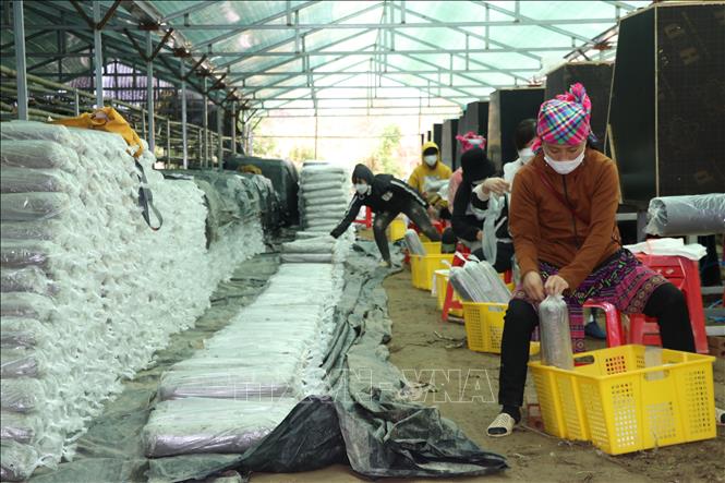 Hợp tác xã Sản xuất nấm ăn, nấm dược liệu Mù Cang Chải đã tạo việc làm ổn định cho khoảng 50 – 60 lao động địa phương, với thu nhập từ 5-7 triệu/tháng. Ảnh: Việt Dũng - TTXVN
