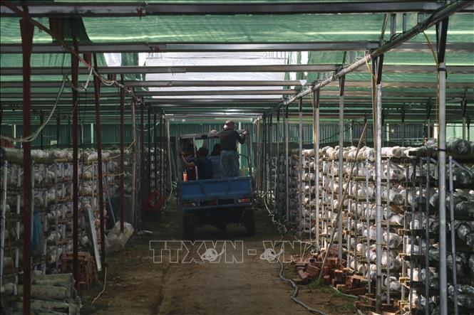 Hợp tác xã Sản xuất nấm ăn, nấm dược liệu Mù Cang Chải có diện tích nhà nấm hơn 7.000m2. Ảnh: Việt Dũng - TTXVN
