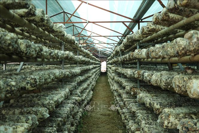 Hợp tác xã Sản xuất nấm ăn, nấm dược liệu Mù Cang Chải có diện tích nhà nấm hơn 7.000m2. Ảnh: Việt Dũng - TTXVN
