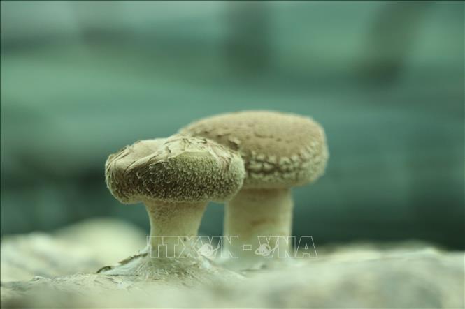 Nhờ chăm sóc đúng quy trình kỹ thuật, nấm hương của Hợp tác xã Sản xuất nấm ăn, nấm dược liệu Mù Cang Chải sinh trưởng tốt, đảm bảo chất lượng. Ảnh: Việt Dũng - TTXVN
