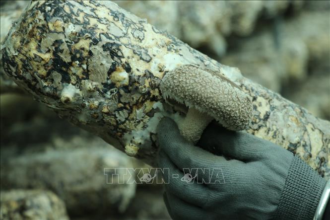 Mỗi giá thể nấm hương này có vòng đời 2 tháng, cho thu hoạch khoảng 0,5kg nấm tươi. Ảnh: Việt Dũng - TTXVN
