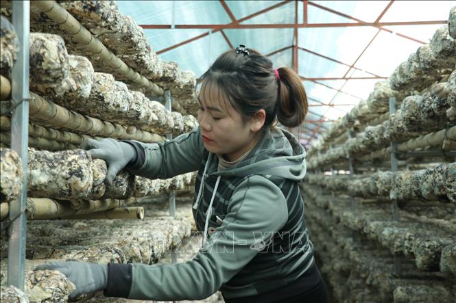 Nấm hương cho thu hoạch 1 năm 3 vụ. Ảnh: Việt Dũng - TTXVN
