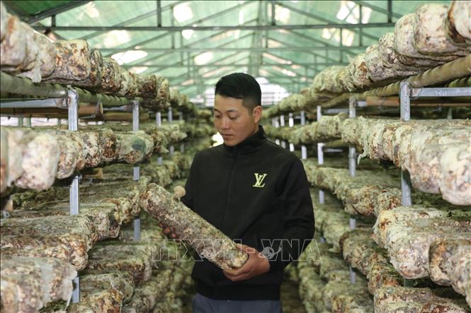Anh Hoàng Văn Nối, Quản lý Hợp tác xã Sản xuất nấm ăn, nấm dược liệu Mù Cang Chải đang kiểm tra những giá thể đã cấy nấm hương giống. Ảnh: Việt Dũng - TTXVN
