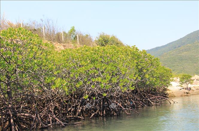 Trong ảnh: Khu rừng ngập mặn Đầm Bấy, vịnh Nha Trang, tỉnh Khánh Hòa là nơi sinh sống, trú ngụ của nhiều loài sinh vật biển nước lợ và mặn. Ảnh: Phan Sáu - TTXVN