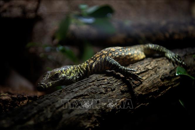Con rồng Komodo mới chào đời mang tên Embum tại sở thú Fuengirola, Tây Ban Nha, ngày 28/3/2023. Ảnh: AFP/ TTXVN