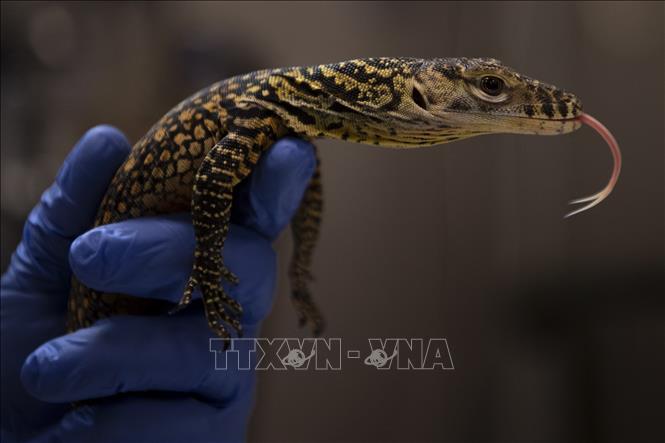 Con rồng Komodo mới chào đời mang tên Fenix tại sở thú Fuengirola, Tây Ban Nha, ngày 28/3/2023. Ảnh: AFP/ TTXVN