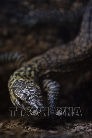 Con rồng Komodo mới chào đời mang tên Saya tại sở thú Fuengirola, Tây Ban Nha, ngày 28/3/2023. Ảnh: AFP/ TTXVN