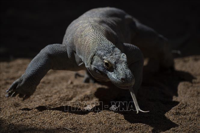 Rồng Komodo mang tên Reo tại sở thú Fuengirola, Tây Ban Nha, ngày 28/3/2023. Ảnh: AFP/ TTXVN