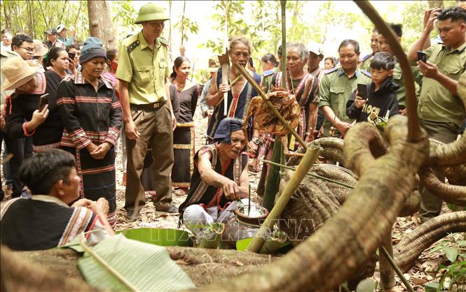 Village elder Siu Toi offers food to the forest god to pray for good health and bumper harvest. VNA Photo: Quang Thái