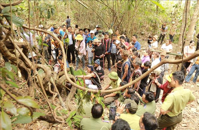 The forest worshipping ceremony is a gathering occasion for villagers. VNA Photo: Quang Thái