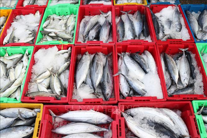 Fishes collected at the Dong Hai port in Ninh Thuan province. VNA Photo: Nguyễn Thành 