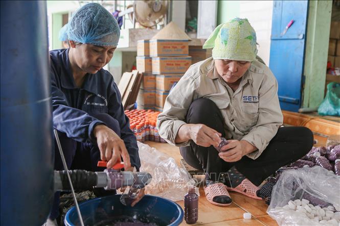Trong ảnh: Đóng chai mắm tôm tại làng nghề Ngọc Lâm. Ảnh: Công Luật - TTXVN
