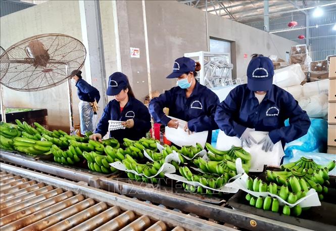 Trong ảnh: Bọc chuối trước khi đóng gói xuất khẩu. Ảnh: Hồng Đạt - TTXVN

