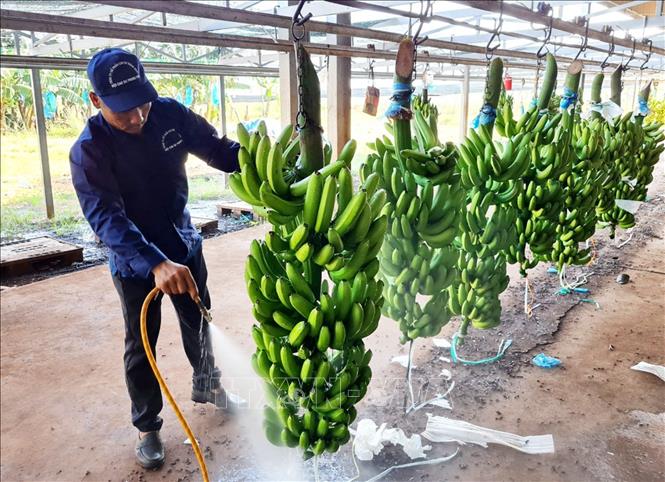 Trong ảnh: Sơ chế chuối sau khi thu hoạch. Ảnh: Hồng Đạt - TTXVN
