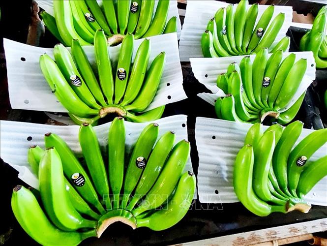 Trong ảnh: Chuối xuất khẩu được dán tem có mã vùng trồng, cơ sở đóng gói. Ảnh: Hồng Đạt - TTXVN
