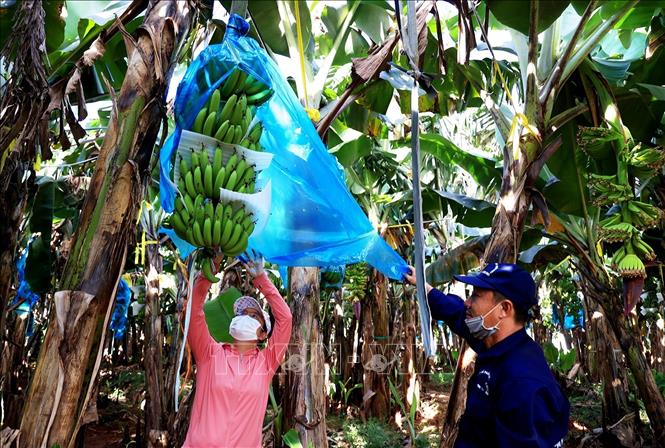 Trong ảnh: Kỹ sư nông nghiệp Công ty CP cao su Thống Nhất kiểm tra quá trình sinh trưởng của chuối. Ảnh: Hồng Đạt - TTXVN
