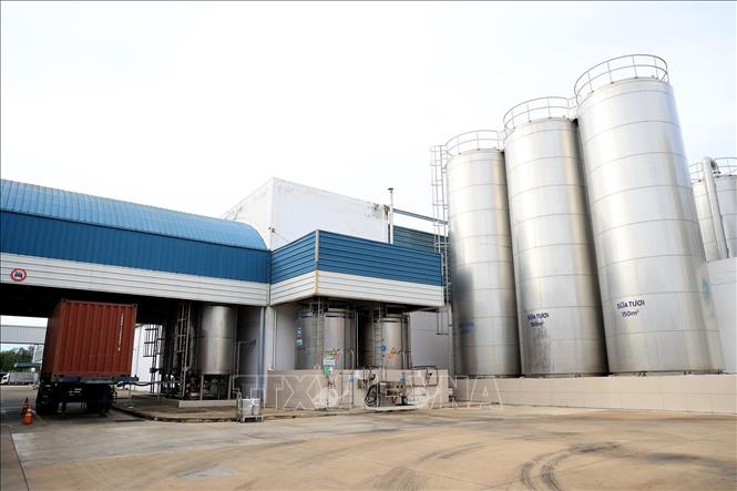 Trong ảnh: Khu vực để bồn chứa sữa tươi nguyên liệu được bảo quản lạnh với dung tích cực lớn lên đến 150 m3/bồn, trong Nhà máy sản xuất sữa Vinamilk (Bình Dương). Ảnh: Hồng Đạt - TTXVN
