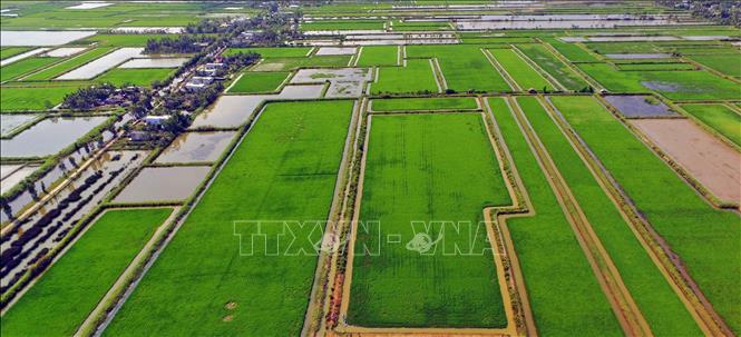 A shrimp-rice model in Thoi Binh district, Ca Mau province. VNA Photo: Huỳnh Anh