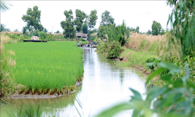 A shrimp-rice model in Thoi Binh district, Ca Mau province. VNA Photo: Huỳnh Anh