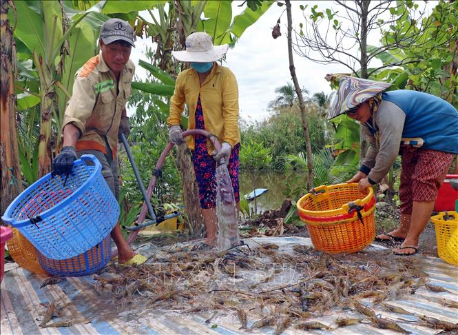 Farmers in Thoi Binh district, Ca Mau province harvest shrimps from the shrimp-rice model. VNA Photo: Huỳnh Anh