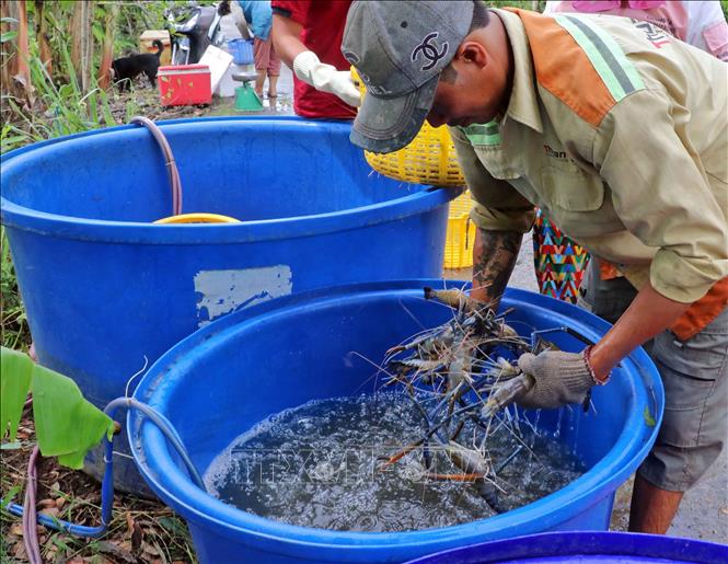 Farmers in Thoi Binh district, Ca Mau province harvest shrimps from the shrimp-rice model. VNA Photo: Huỳnh Anh