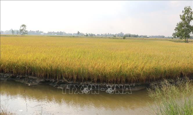 A shrimp-rice model in Bac Lieu province. VNA Photo: Tuấn Kiệt