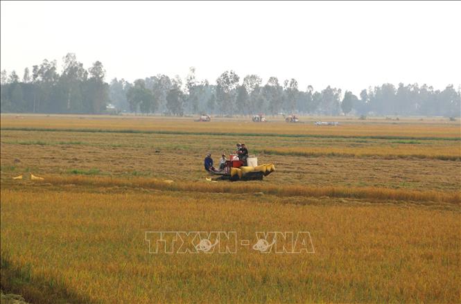 Farmers in Bac Lieu province harvest rice from the shrimp-rice model. VNA Photo: Tuấn Kiệt
