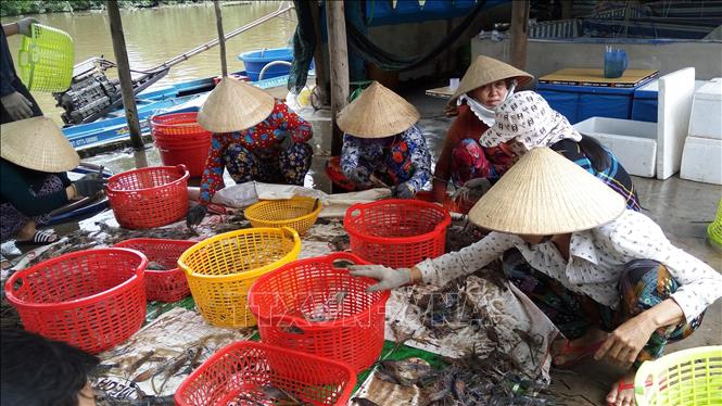 Farmers in Bac Lieu province harvest shrimps from the shrimp-rice model. VNA Photo: Tuấn Kiệt