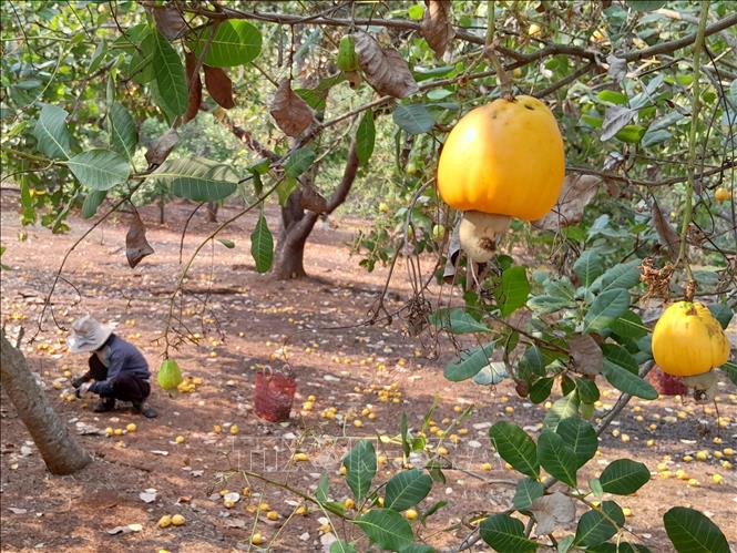 Trong ảnh: Người dân Bình Phước thu hoạch điều sau khi trời mưa. Ảnh: K GỬIH-TTXVN