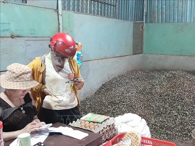 Trong ảnh: Giá điều tươi xuống thấp sau khi trời mưa liên tục. Ảnh: K GỬIH-TTXVN

