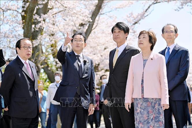 Thủ tướng Nhật Bản Fumio Kishida (thứ 2, trái) ngắm hoa anh đào tại thị trấn Tomioka, ngày 1/4/2023. Ảnh: Kyodo/TTXVN