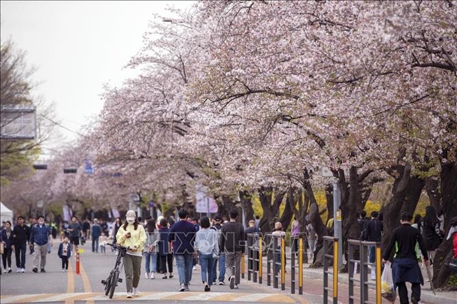Trong ảnh: Lễ hội hoa Anh đào lớn nhất Thủ đô Seoul luôn là điểm đến hấp dẫn của người dân Xứ sở Kim Chi. Ảnh: Anh Nguyên - PV TTXVN tại Hàn Quốc