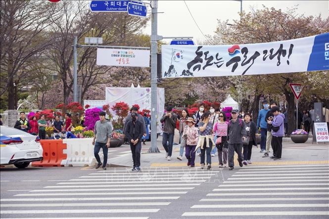 Trong ảnh: Khai mạc lễ hội hoa Anh đào lớn nhất ở Thủ đô Seoul. Ảnh: Anh Nguyên - PV TTXVN tại Hàn Quốc