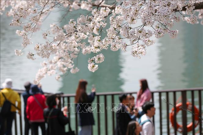 Hoa anh đào nở rộ tại Seoul, Hàn Quốc ngày 30/3/2023. Ảnh: THX/TTXVN