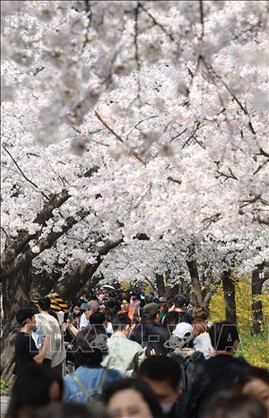 Hoa anh đào nở rộ tại Seoul, Hàn Quốc ngày 3/4/2023. Ảnh: Yonhap/TTXVN