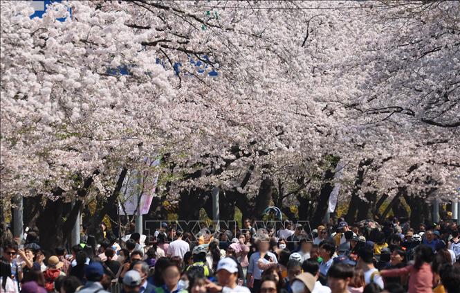 Hoa anh đào nở rộ tại Seoul, Hàn Quốc ngày 2/4/2023. Ảnh: Yonhap/TTXVN